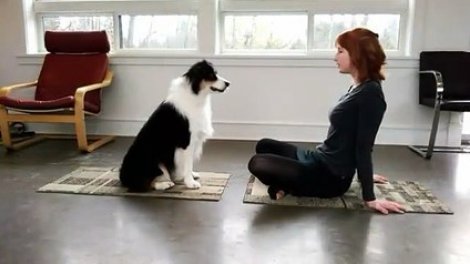 un chien qui fait du yoga avec sa maitresse formidable sur orange videos