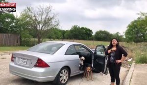 Une femme filmée alors qu'elle abandonne ses chiens (Vidéo)