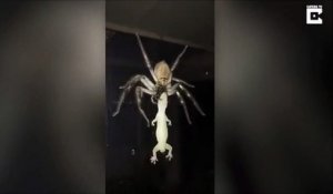 Regardez ce que cette araignée géante mange : incroyable et terrifiant