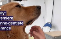 TANGUY DE BFM - Scully, la première chienne-dentiste de France