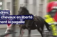 Londres: des chevaux en liberté sèment la pagaille en plein centre-ville, au moins 4 blessés