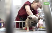 Au coeur de l’unité de soins intensifs de la clinique vétérinaire de Liège