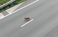 A13 : une famille de renard aperçue sur la portion d'autoroute fermée