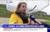"100% des pieds sont touchés par la grêle": à Chablis, dans l'Yonne, les vignes dévastées par les intempéries