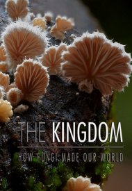 Affiche de Au Royaume des champignons