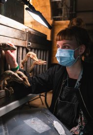 Affiche de Jurassic World: Le Monde d'après