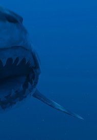 Affiche de Super Shark