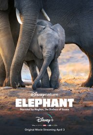 Affiche de Eléphants