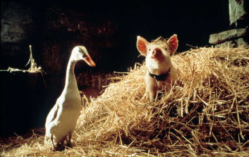 "Babe, le cochon devenu berger" (1995) de Chris Noonan "Babe, le cochon devenu berger" (1995) de Chris Noonan