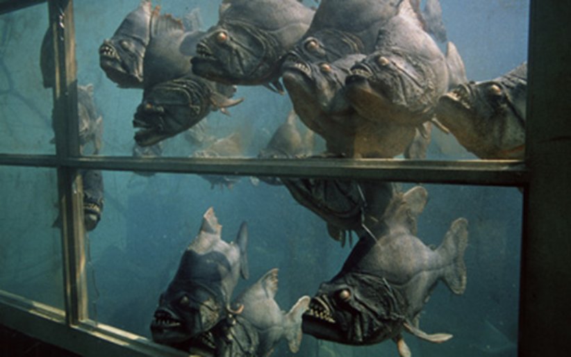 "Piranhas" : attention, ça mord "Piranhas" : attention, ça mord