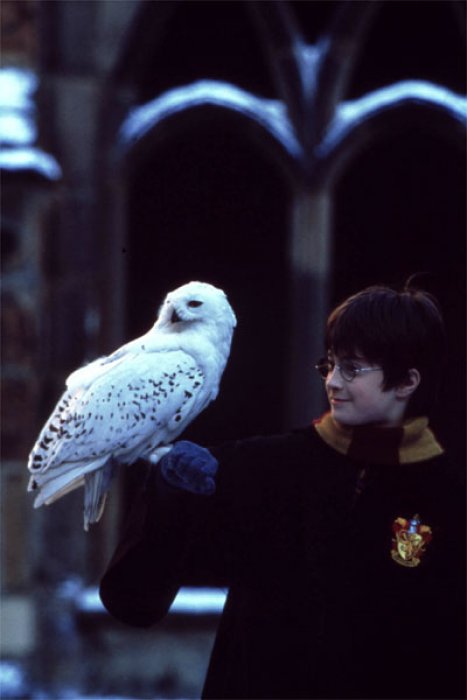 Hedwige, l'amie fidèle d'Harry Potter Hedwige, l'amie fidèle d'Harry Potter