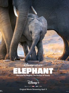 Eléphants