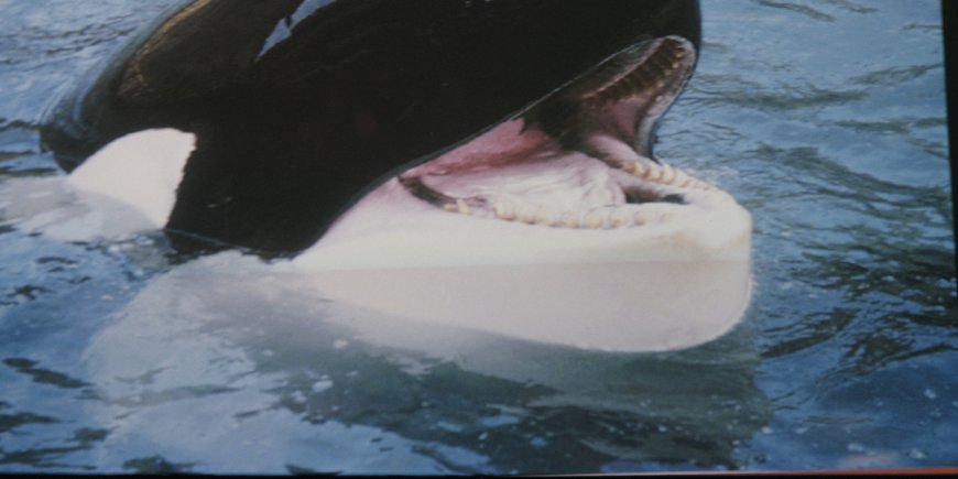 Keiko, l'orque star de la saga Sauvez Willy, dans son enclos au sud de l'Islande en 1999