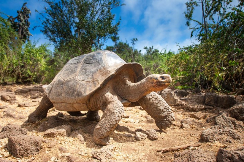 Elles peuvent peser jusqu'à 500 kilos ! Elles peuvent peser jusqu'à 500 kilos !