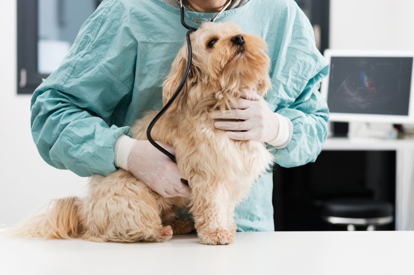 Prendre une assurance santé animale Prendre une assurance santé animale