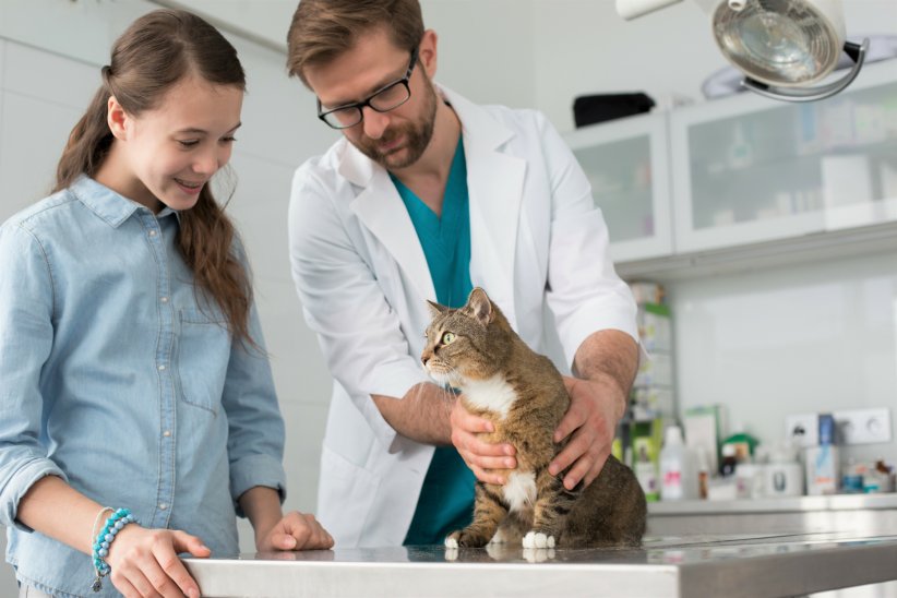 Comparer les prix des vétérinaires aux alentours Comparer les prix des vétérinaires aux alentours