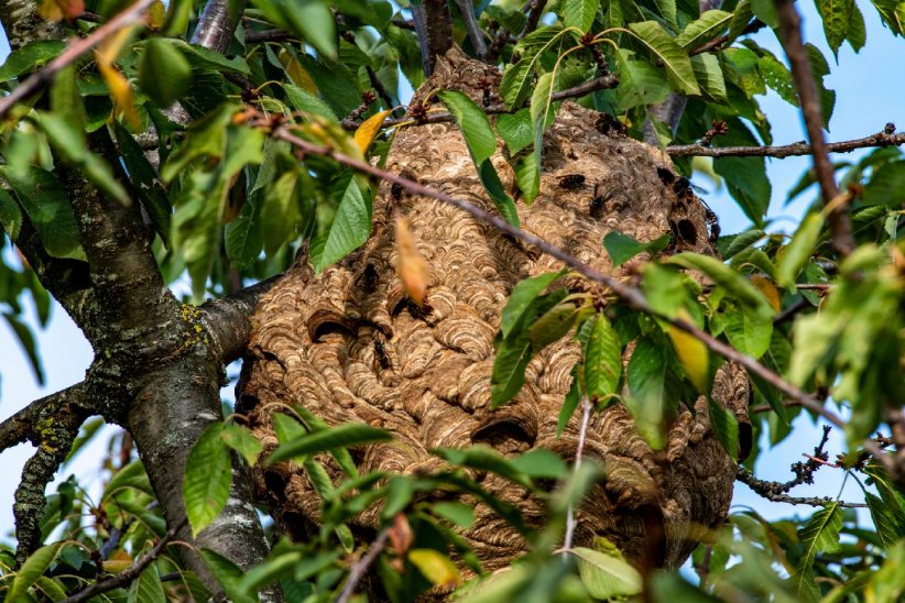 Son nid possède une forme particulière Son nid possède une forme particulière