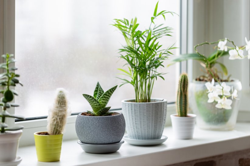 Disposer des plantes vertes dans son intérieur Disposer des plantes vertes dans son intérieur
