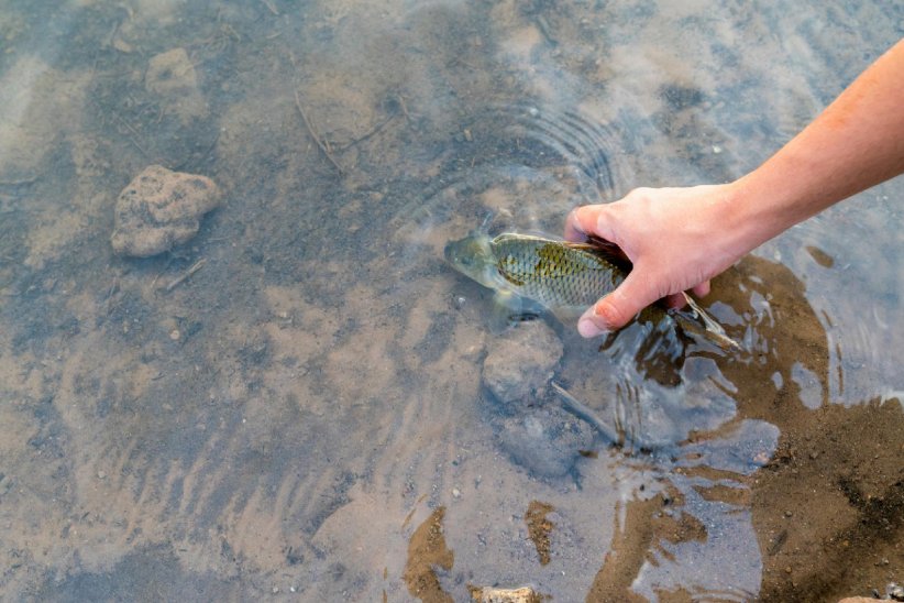Relâcher les poissons non destinés à la consommation Relâcher les poissons non destinés à la consommation
