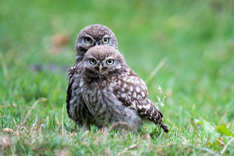 Les chouettes Les chouettes