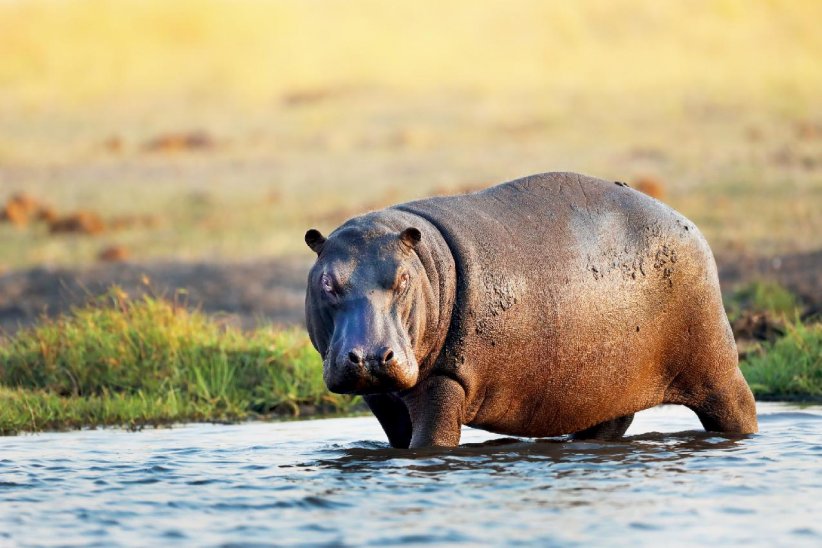 L'hippopotame L'hippopotame