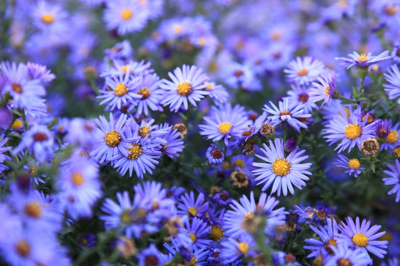 L'aster : la fleur de la fidélité L'aster : la fleur de la fidélité