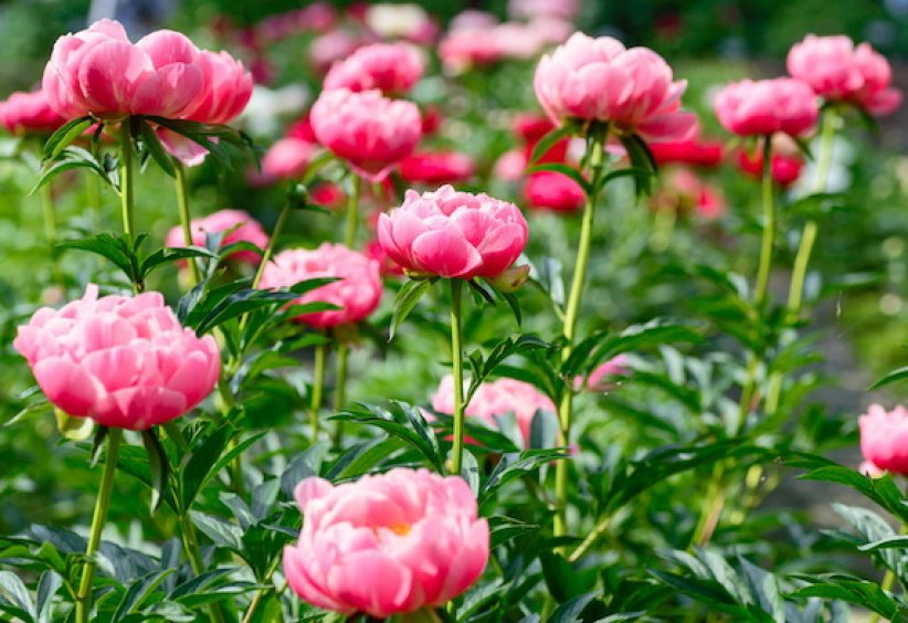 Les pivoines : stars du printemps Les pivoines : stars du printemps