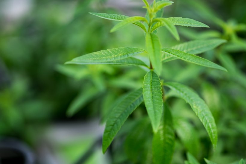 La verveine, un tranquillisant naturel La verveine, un tranquillisant naturel