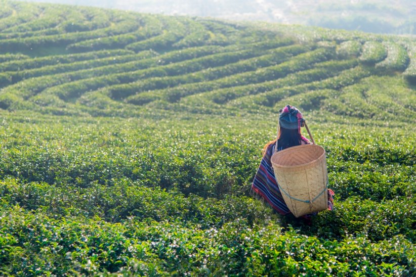 Les plantations de thé de Darjeeling Les plantations de thé de Darjeeling