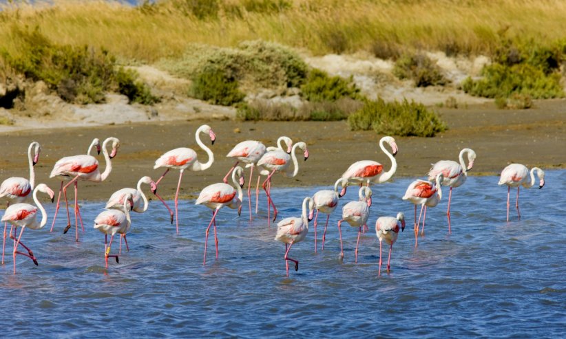 Le parc naturel régional de Camargue : évasion cinématographique au rendez-vous Le parc naturel régional de Camargue : évasion cinématographique au rendez-vous