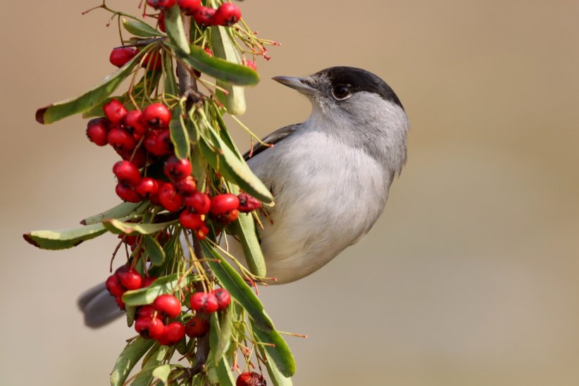 Les oiseaux prédisent l'avenir Les oiseaux prédisent l'avenir