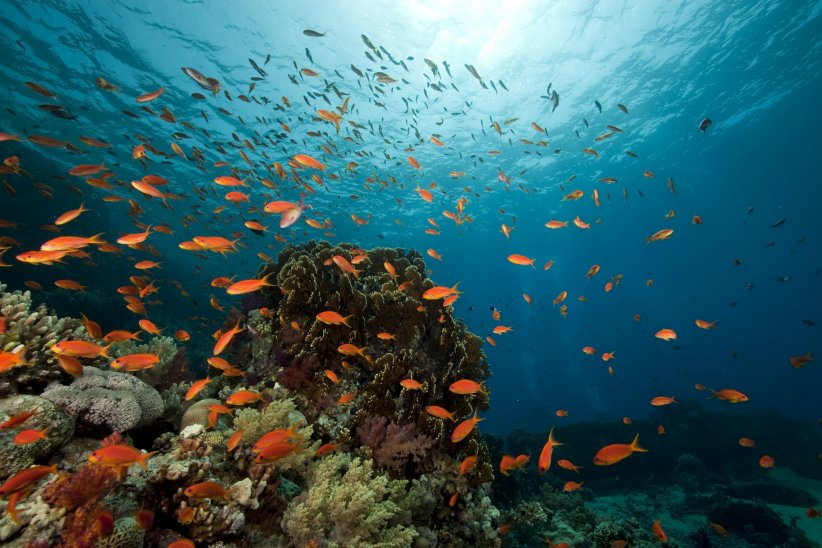 Le Ras Mohammed en Egypte pour s'émerveiller devant les récifs et les requins Le Ras Mohammed en Egypte pour s'émerveiller devant les récifs et les requins