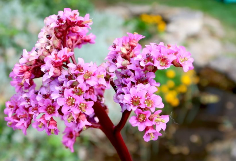 Les bergénias : pousse à l'ombre Les bergénias : pousse à l'ombre