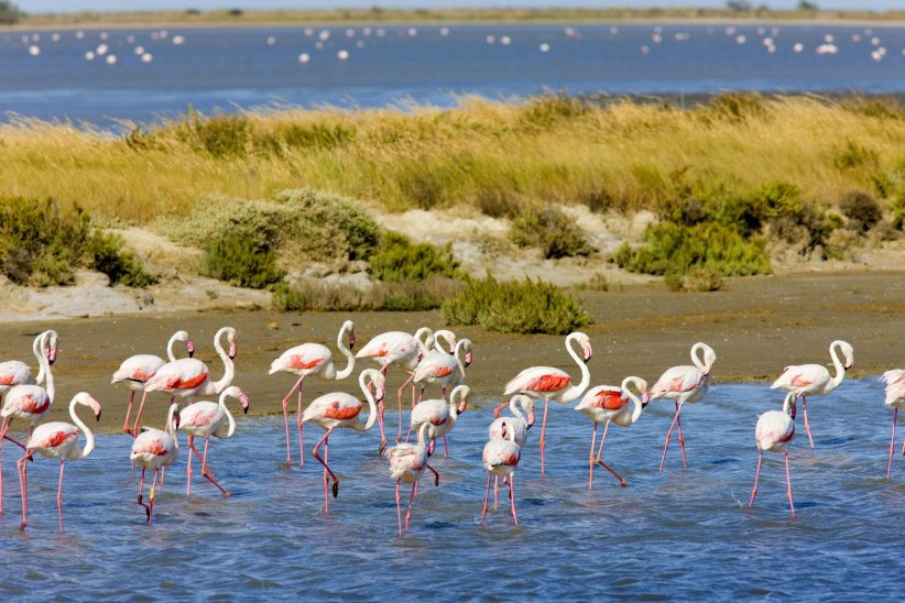 La Camargue La Camargue