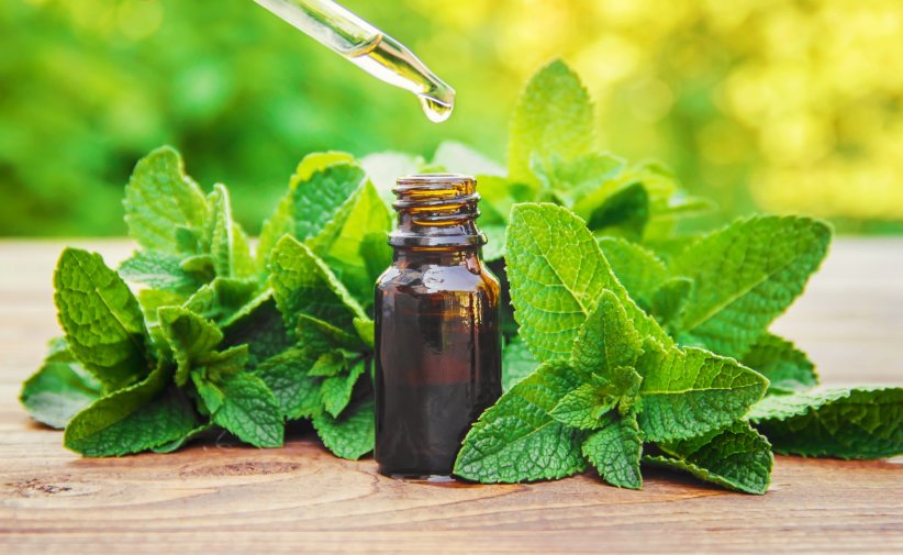 La menthe poivrée comme alliée La menthe poivrée comme alliée