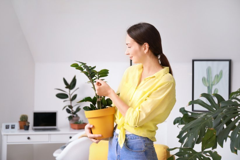 Vérifier si votre plante est encore vivante Vérifier si votre plante est encore vivante