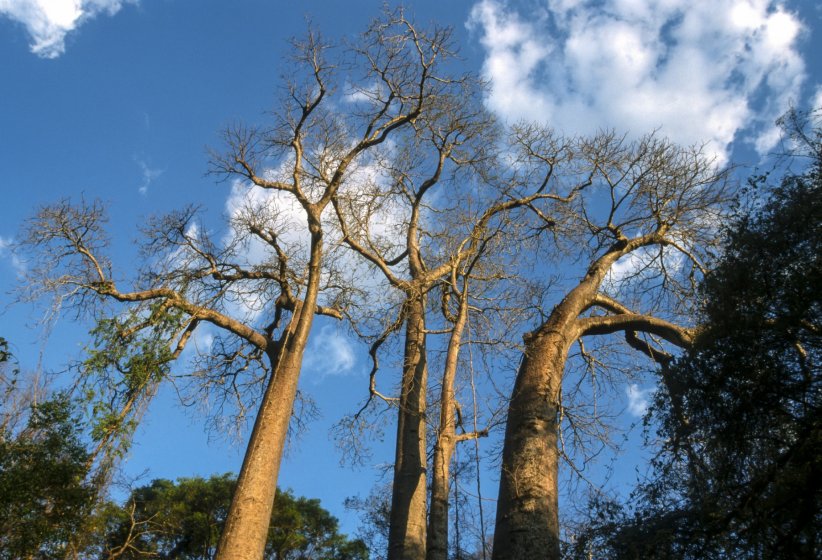 Le baobab de Suarez Le baobab de Suarez
