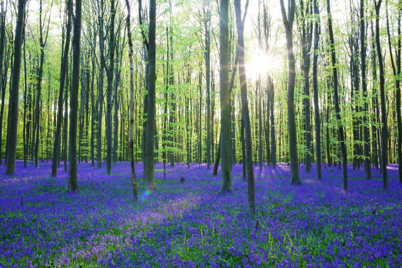 Le Hallerbos en Belgique Le Hallerbos en Belgique