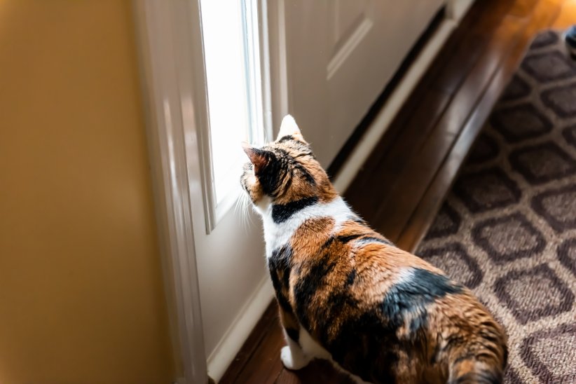 Une application de garde d'animaux Une application de garde d'animaux