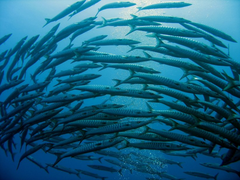 L'île de Sipadan pour nager avec les barracudas L'île de Sipadan pour nager avec les barracudas