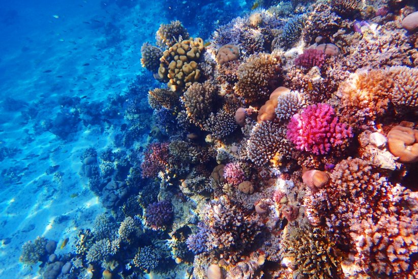 2050 : disparition du corail ? 2050 : disparition du corail ?
