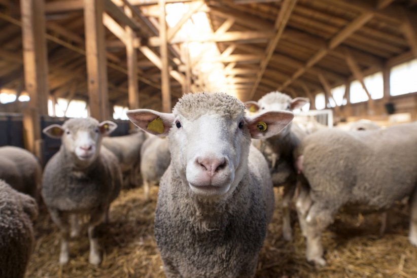 323 millions de tonnes de viande produites en 2017 323 millions de tonnes de viande produites en 2017