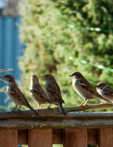 Mangeoire à oiseaux : 5 idées DIY de récupération