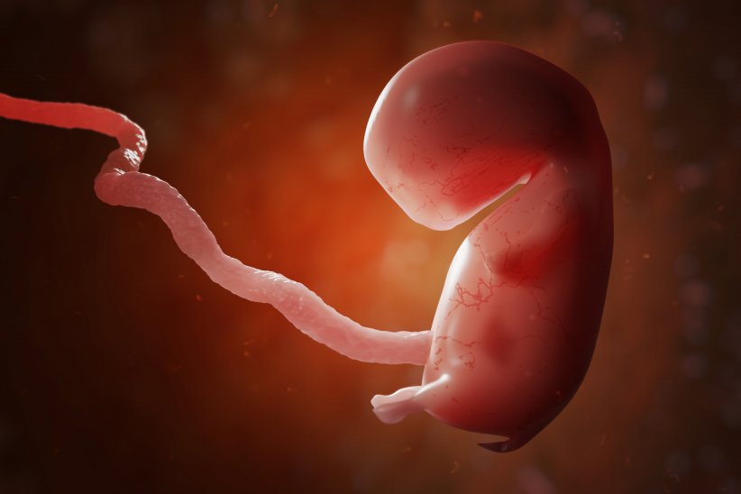 Le coeur est le premier organe à se former chez l'embryon Le coeur est le premier organe à se former chez l'embryon
