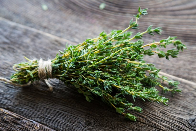 Le thym : un puissant antibactérien Le thym : un puissant antibactérien