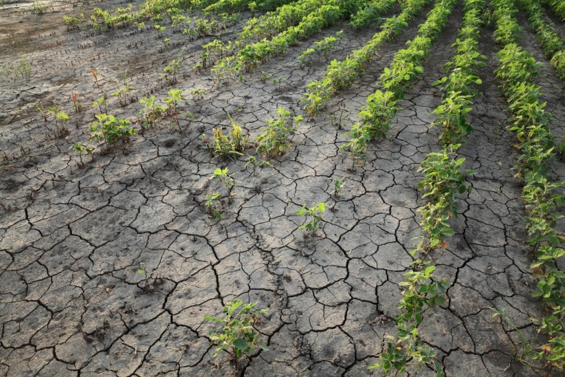 Les sols deviennent infertiles Les sols deviennent infertiles