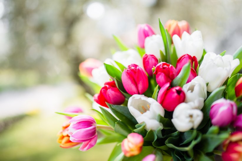 La tulipe : la promesse d'un amour sincère La tulipe : la promesse d'un amour sincère