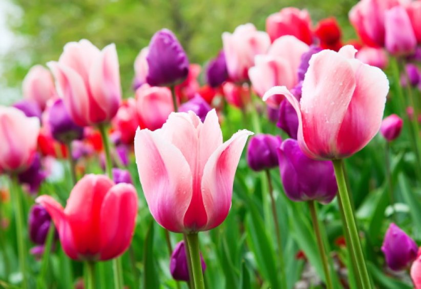 Les tulipes : symbole d'amour et de fertilité Les tulipes : symbole d'amour et de fertilité