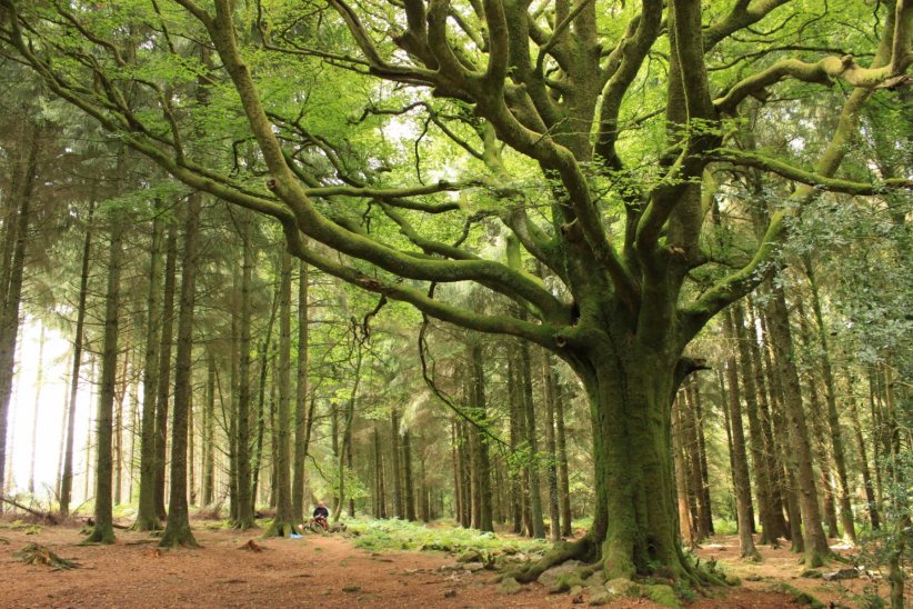 La forêt de Brocéliande et ses légendes La forêt de Brocéliande et ses légendes