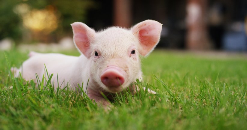 On ne peut pas appeler son cochon Napoléon On ne peut pas appeler son cochon Napoléon